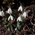 Galanthus elwesii, John Lonsdale