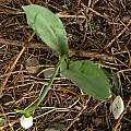 Glanthus elwesii supervolute leaves, David Pilling