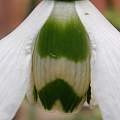 Galanthus elwesii 'Jonathan', Mark Brown