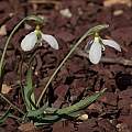Galanthus gracilis, John Lonsdale Galanthus gracilis, John Lonsdale