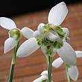 Galanthus nivalis flore pleno, David Pilling