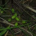 Galanthus nivalis seed pods, David Pilling