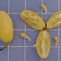 Galanthus nivalis seed and pod, David Pilling