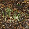 Galanthus nivalis shoots, David Pilling