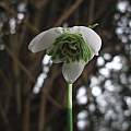 Galanthus nivalis 'Flore Pleno', David Pilling