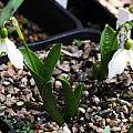 Galanthus platyphyllus, Anthony Darby
