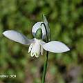 Galanthus transcaucasicus, Hans Joschko