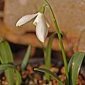 Galanthus transcaucasicus, Hans Joschko