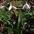 Galanthus woronowii, Jay Yourch