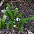 Galanthus woronowii, David Pilling