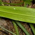 Galanthus woronowii, back of leaf 3rd May 2014, David Pilling