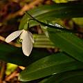 Galanthus woronowii, 8th March 2014, David Pilling