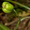 Galanthus woronowii, seed pod 3rd May 2014, David Pilling