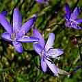 Geissorhiza aspera, Hermanus, Cameron McMaster Geissorhiza aspera, Hermanus, Cameron McMaster