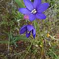 Geissorhiza aspera, Jacobsbaai, Cameron McMaster Geissorhiza aspera, Jacobsbaai, Cameron McMaster