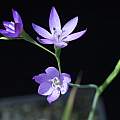 Geissorhiza aspera, March 2014, M. Gastil-Buhl Geissorhiza aspera, March 2014, M. Gastil-Buhl