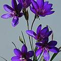 Geissorhiza aspera, Bill Dijk Geissorhiza aspera, Bill Dijk