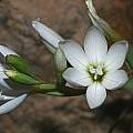 Geissorhiza bolusii, Bainskloof, Andrew Harvie [Shift+click to enlarge, Click to go to wiki entry]