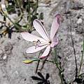 Geissorhiza bonaspei, Chris Vynbos, iNaturalist, CC BY-SA