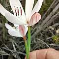 Geissorhiza brevituba, Riaan van der Walt, iNaturalist, CC BY-NC [Shift+click to enlarge, Click to go to wiki entry]