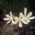 Geissorhiza confusa, Rod Saunders Geissorhiza confusa, Rod Saunders