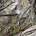 Geissorhiza divaricata, Oorlogskloof Nature Reserve, Andrew Harvie Geissorhiza divaricata, Oorlogskloof Nature Reserve, Andrew Harvie