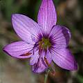 Geissorhiza foliosa, Tradouws Pass, Andrew Harvie Geissorhiza foliosa, Tradouws Pass, Andrew Harvie