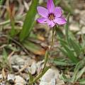 Geissorhiza foliosa, Tradouws Pass, Andrew Harvie Geissorhiza foliosa, Tradouws Pass, Andrew Harvie