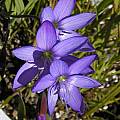Geissorhiza heterostyla, Bob Rutemoeller [Shift+click to enlarge, Click to go to wiki entry]