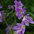 Geissorhiza inaequalis, Nieuwoudtville, Mary Sue Ittner [Shift+click to enlarge, Click to go to wiki entry]
