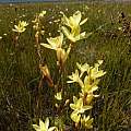 Geissorhiza louisabolusiae, Kouebokkeveld Mountains, Rachel Saunders [Shift+click to enlarge, Click to go to wiki entry]