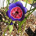 Geissorhiza radians, Bob Rutemoeller [Shift+click to enlarge, Click to go to wiki entry]