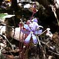 Geosiris aphylla, iNaturalist, Romer Rabarijaon, CC BY-NC