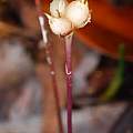 Geosiris aphylla, iNaturalist, ehbidault, CC BY-NC