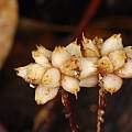 Geosiris aphylla, iNaturalist, ehbidault, CC BY-NC