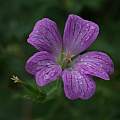 Geranium oxonianum, David Pilling Geranium oxonianum, David Pilling