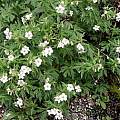 Geranium richardsonii, Paige Woodward Geranium richardsonii, Paige Woodward