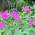 Geranium viscosissimum, Paige Woodward Geranium viscosissimum, Paige Woodward