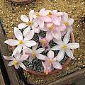 Gethyllis barkerae flowers, Paul Cumbleton