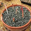 Gethyllis barkerae seeds, Paul Cumbleton