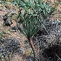 Gethyllis britteniana, Namaqualand, Bob Rutemoeller