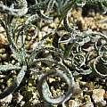 Gethyllis verrucosa, Gordon Summerfield