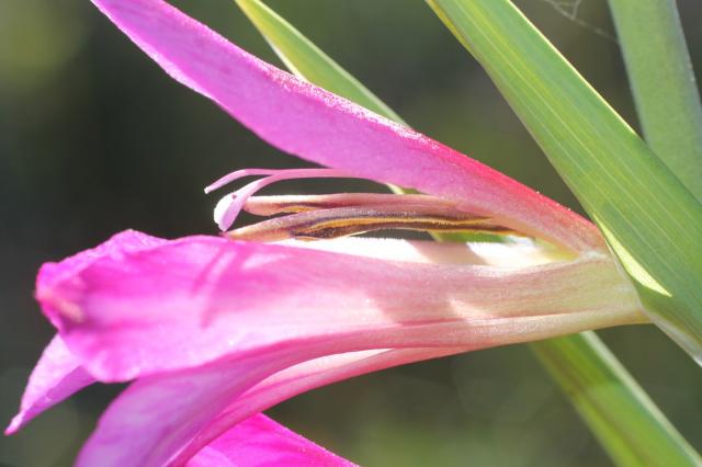 https://www.pacificbulbsociety.org/pbswiki/files/Gladiolus/Gladiolus_italicus_MGB.jpg