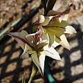 Gladiolus MM-03-02 tristis x (gracilis x priorii), Michael Mace