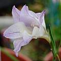 Gladiolus MM-10-27 (carinatus x tristis), Michael Mace
