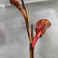 Gladiolus abbreviatus, Mary Sue Ittner