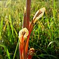 Gladiolus abbreviatus, Cameron McMaster
