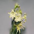 Gladiolus acuminatus