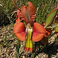 Gladiolus alatus