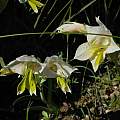 Gladiolus alatus, Villiersdorp, Mary Sue Ittner
